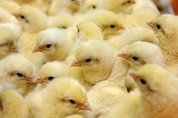 Tico Couveuse modèle vert